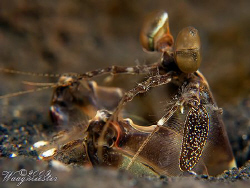 Mantis Shrimp in it's burrow - Puri Jati, Bali (Canon G9,... by Marco Waagmeester 
